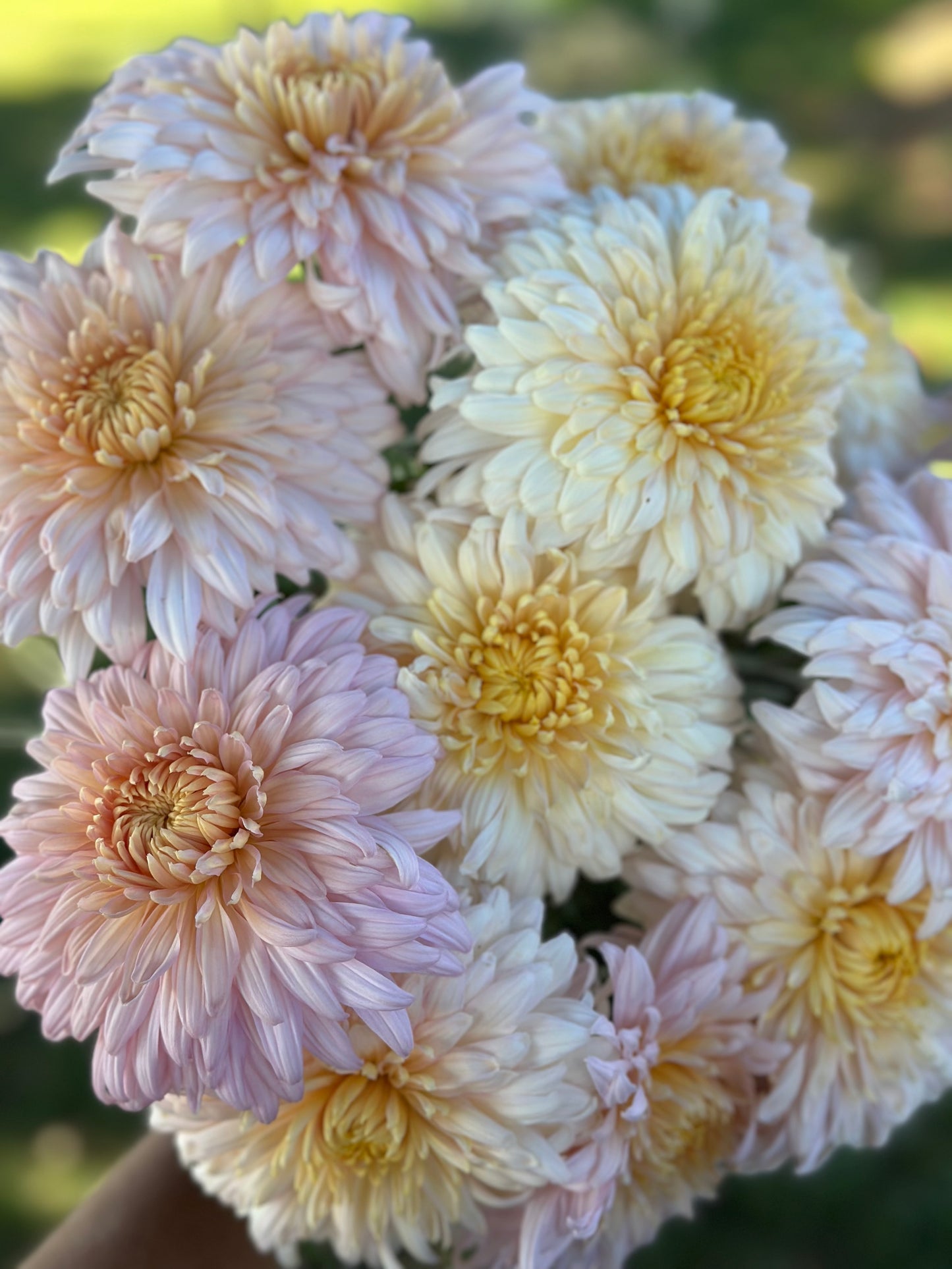 Cutting - Heirloom Chrysanthemum Maxine Charlton