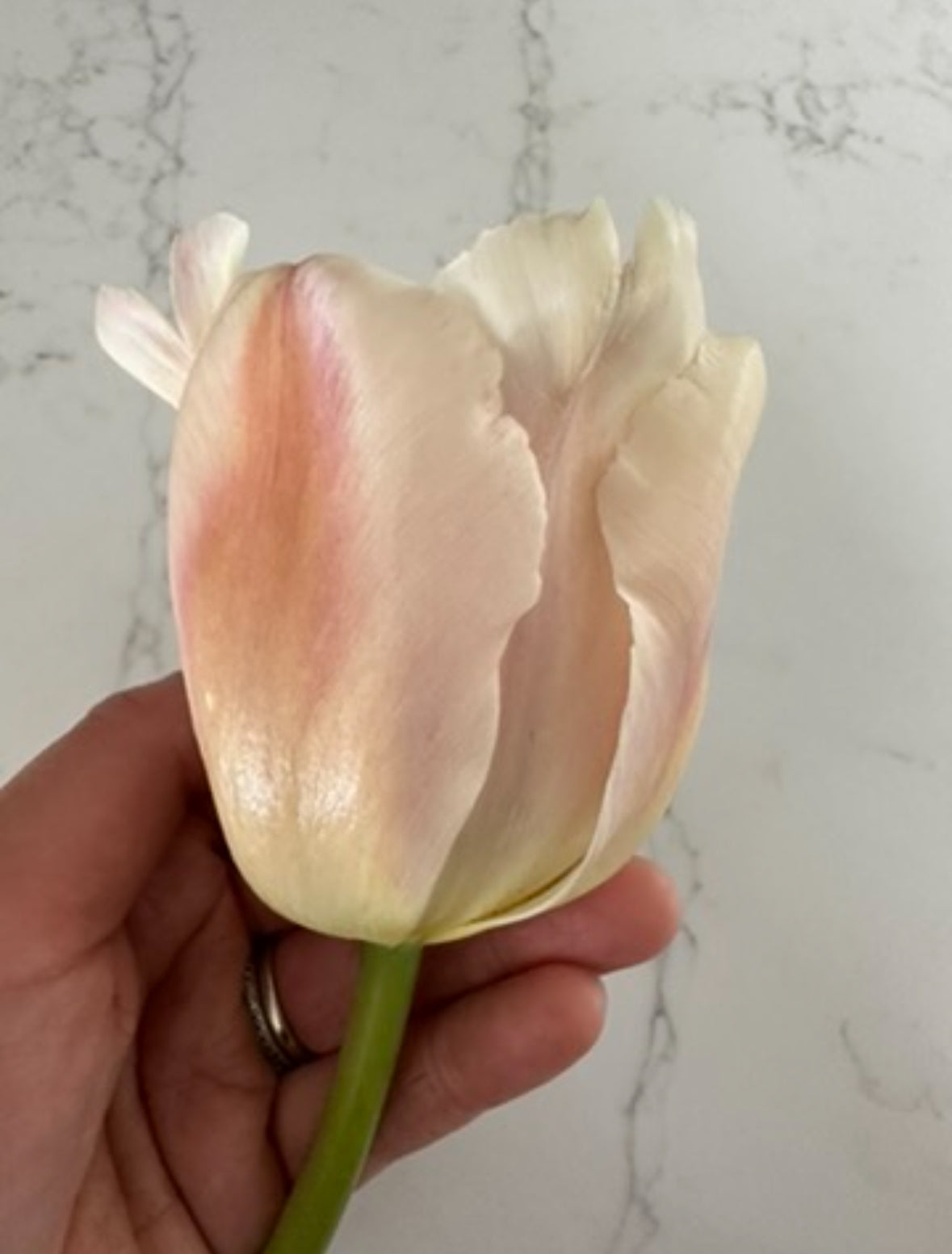10 Tulip Bulbs- Apricot Pride