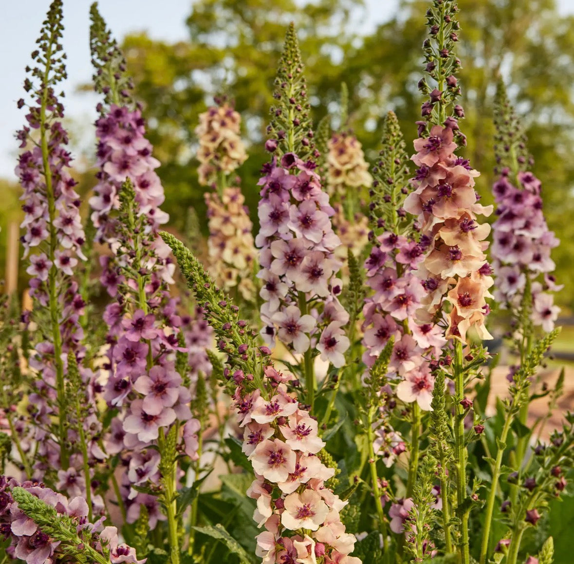 Verbascum Southern Charm