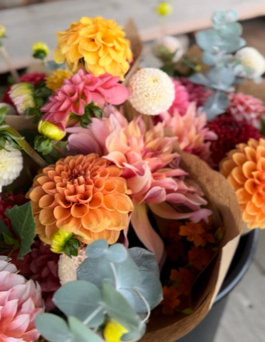 Collection Mystery of 6 Dahlia Tubers