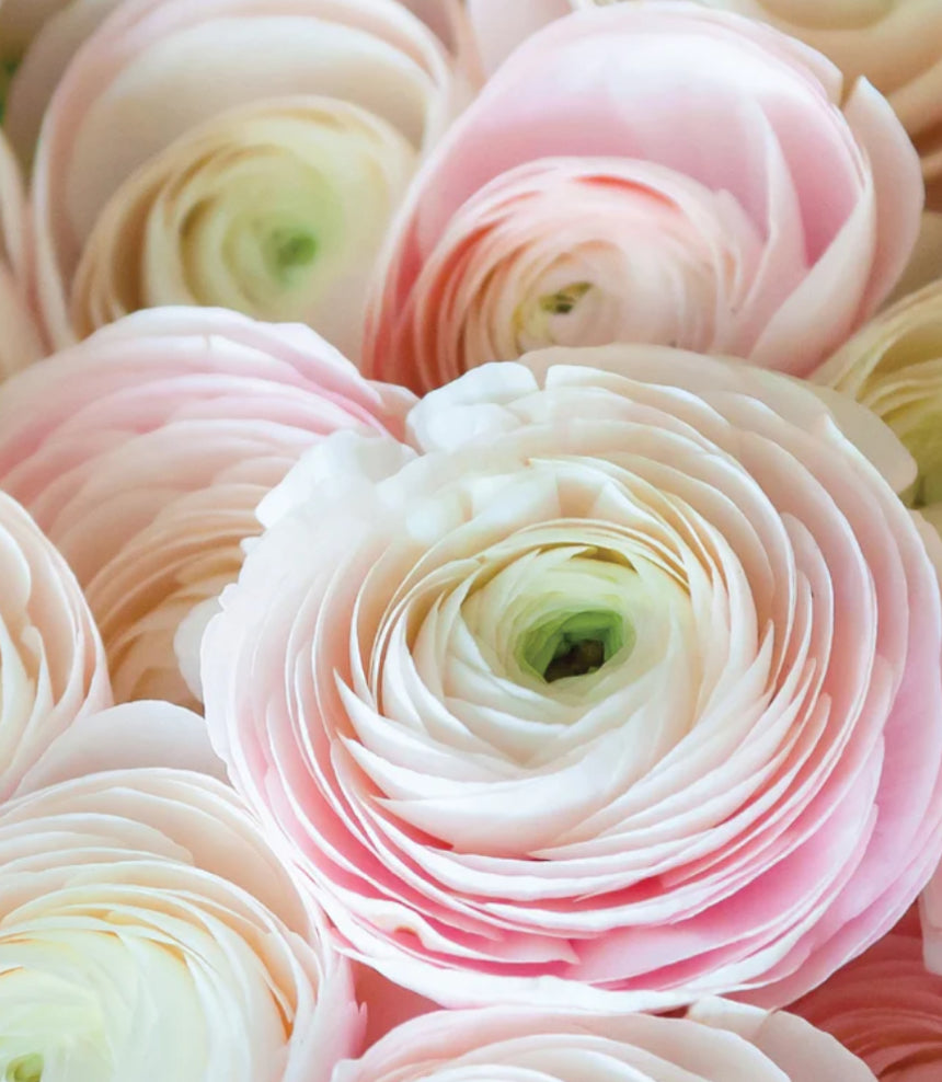 Corms Ranuncula 10 Corms - Ranunculus Amadine Chamallow – Longwoods Flower Farm
