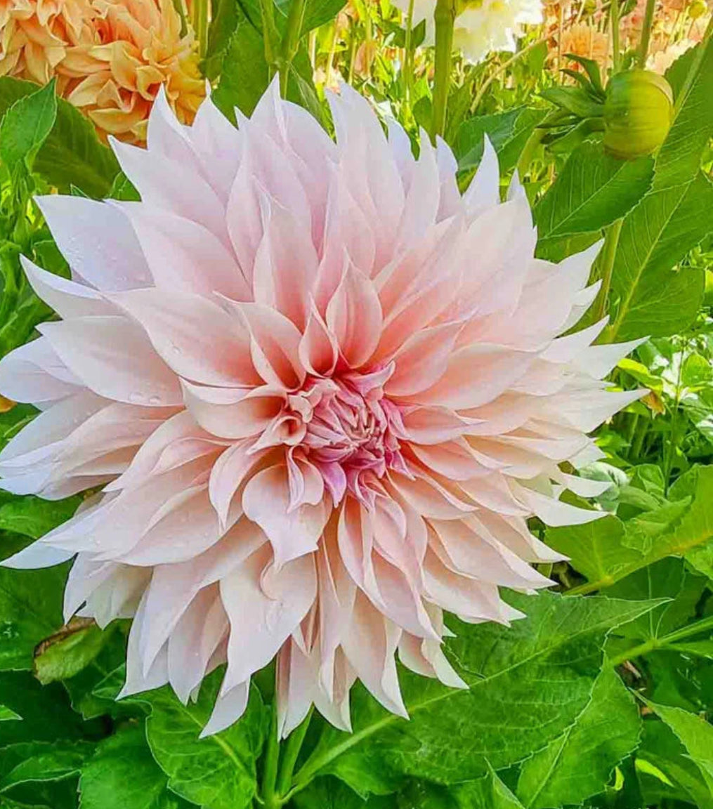 Cafe au Lait Dahlia Tuber