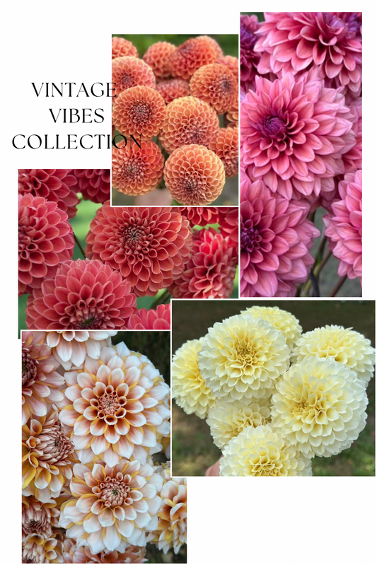 Collection Vintage Vibe Dahlia Tubers
