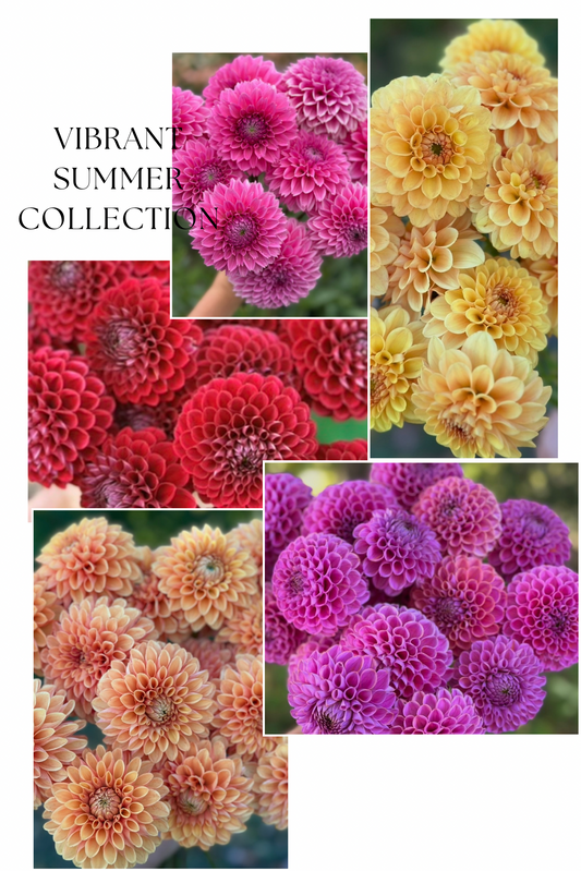 Collection Vibrant Summer Dahlia Tubers