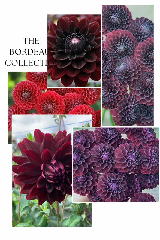 Collection The Bordeaux Dahlia Tubers