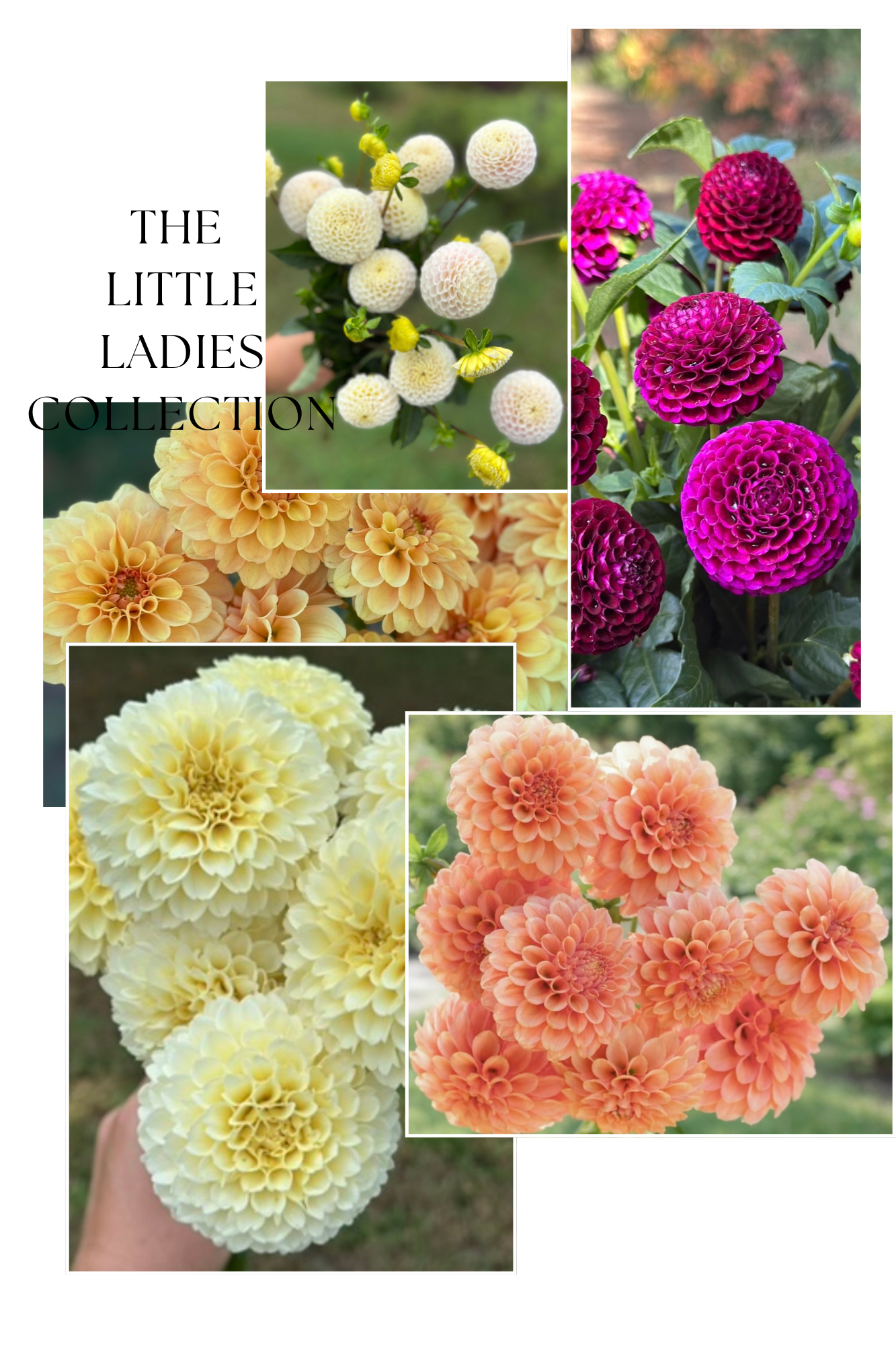 Collection Little Ladies Dahlia Tubers