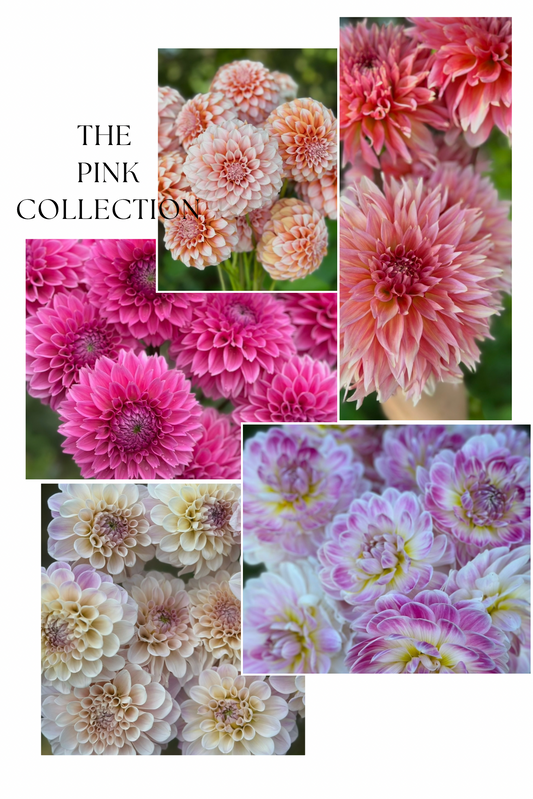 Collection Pink Dahlia Tubers