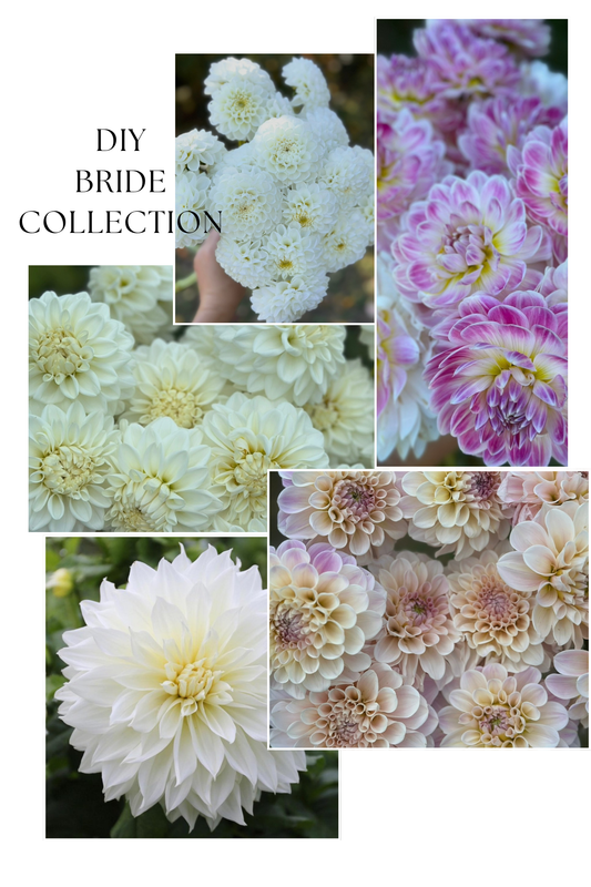 Collection DIY Bride Dahlia Tubers