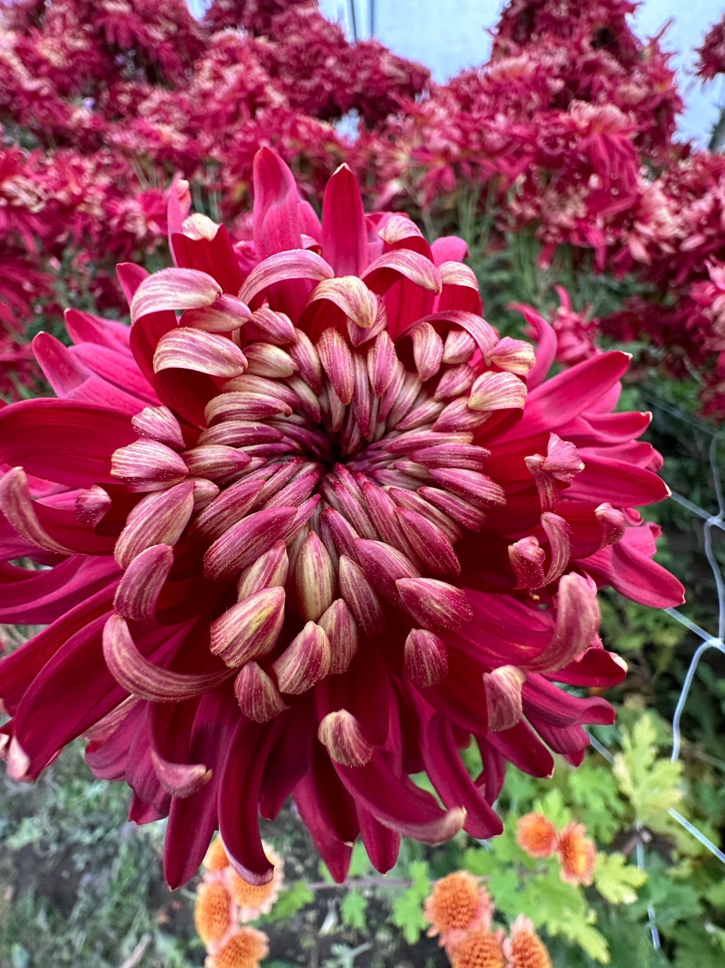 Cutting - Heirloom Chrysanthemum Crimson Tide