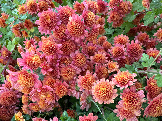 Cutting - Heirloom Chrysanthemum Bronze Fleece