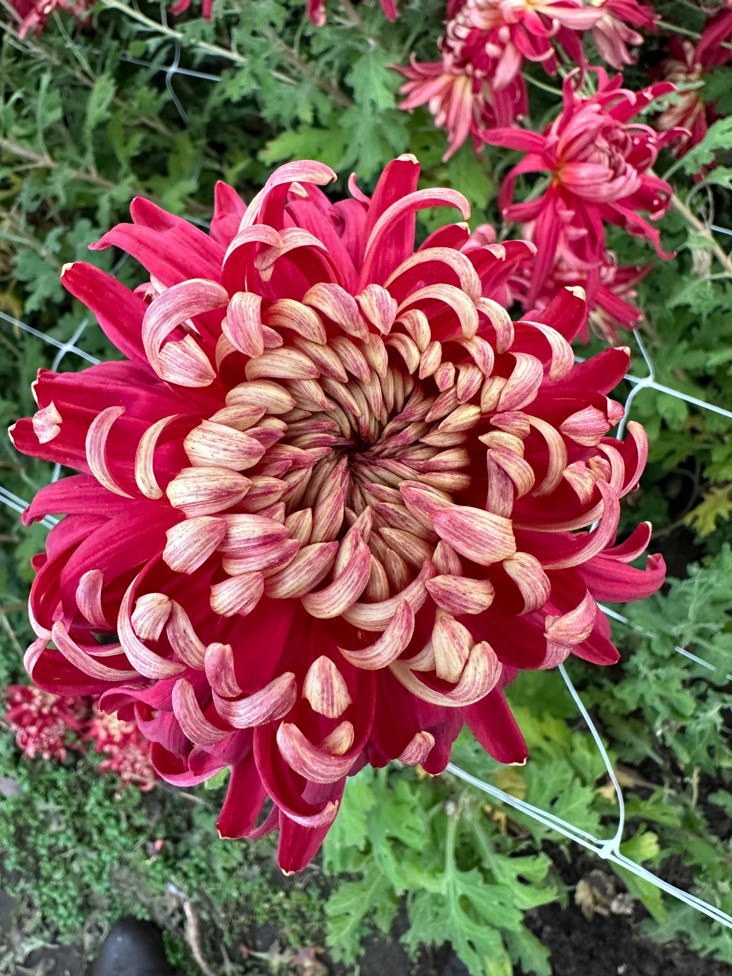 Cutting - Heirloom Chrysanthemum Crimson Tide