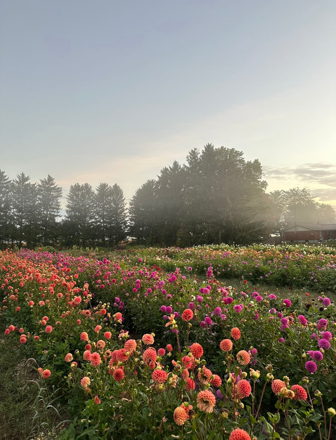 Dahlia U-Pick Ticket - September 13th 9am - 12pm