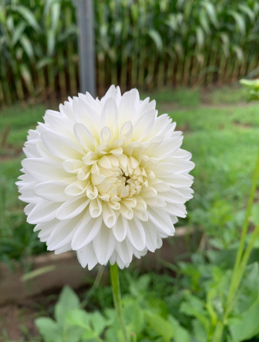 Blizzard Dahlia Tuber