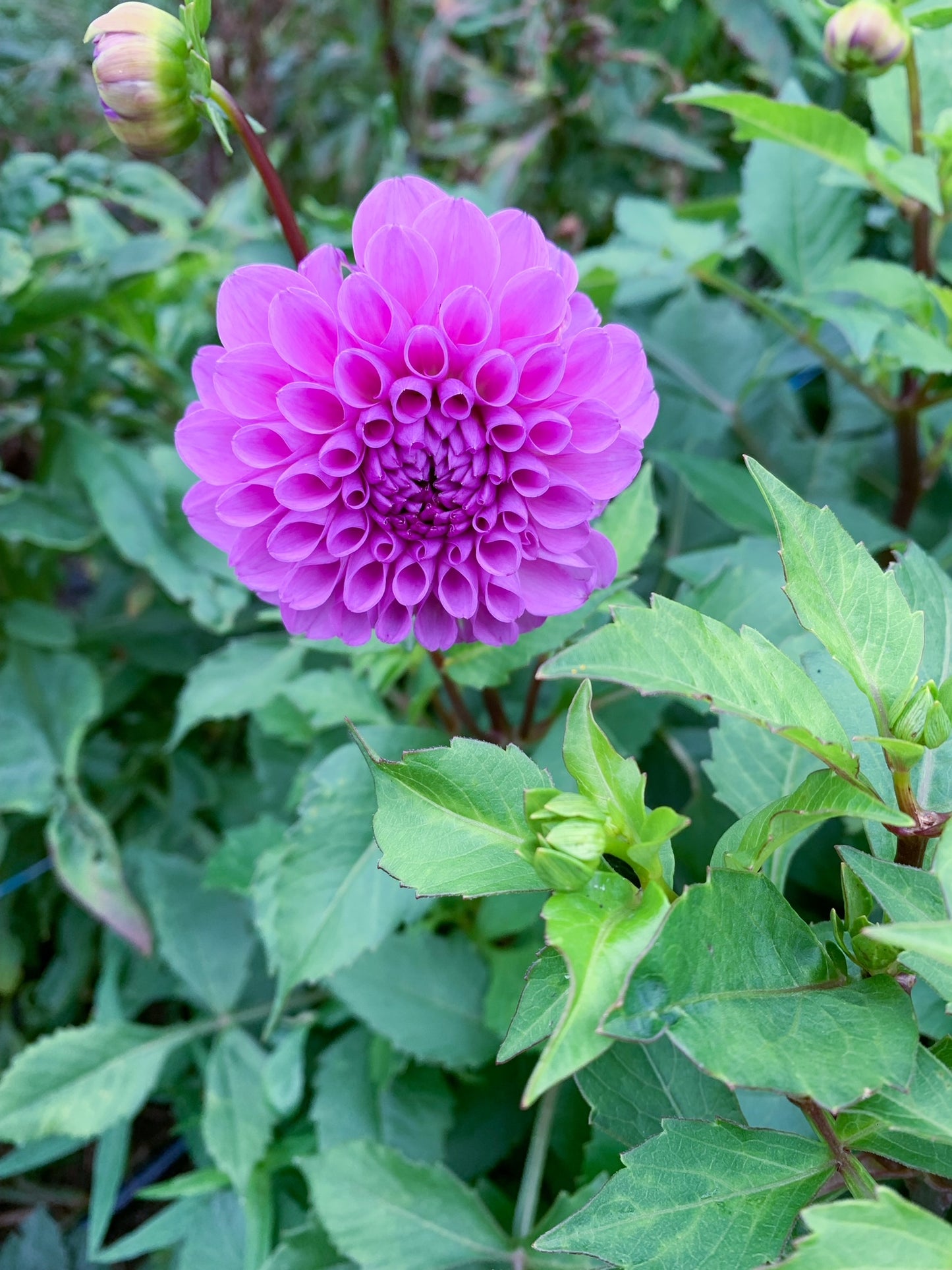 Robann Regal Dahlia Tuber