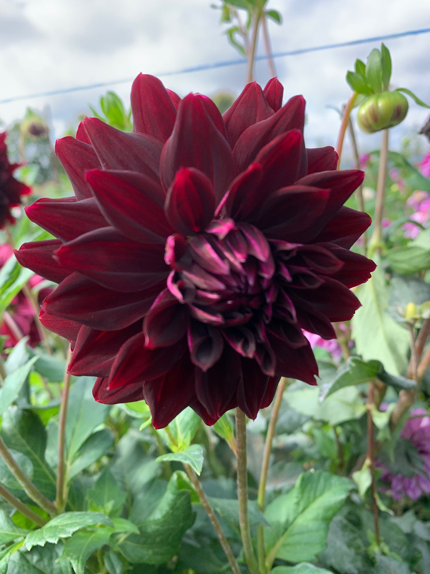 Rip City Dahlia Tuber