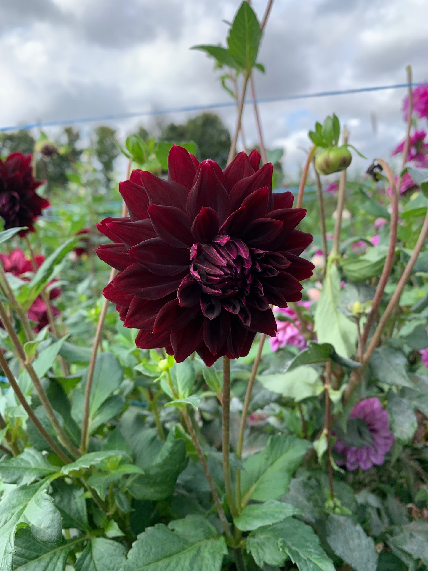 Rip City Dahlia Tuber