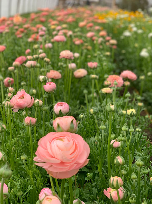 Ranunculus and Anemone Growing Guide