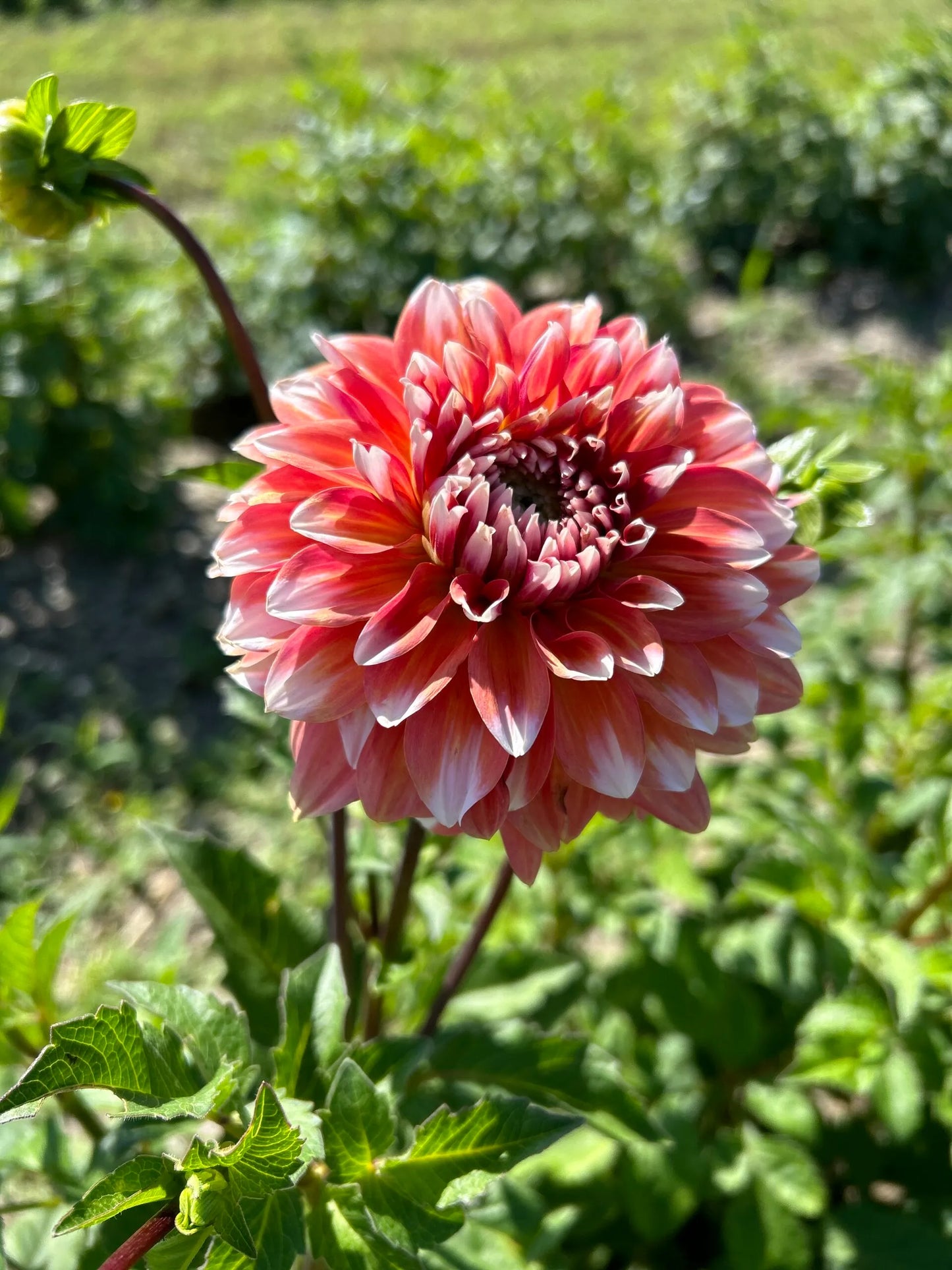 A La Mode Dahlia Tuber