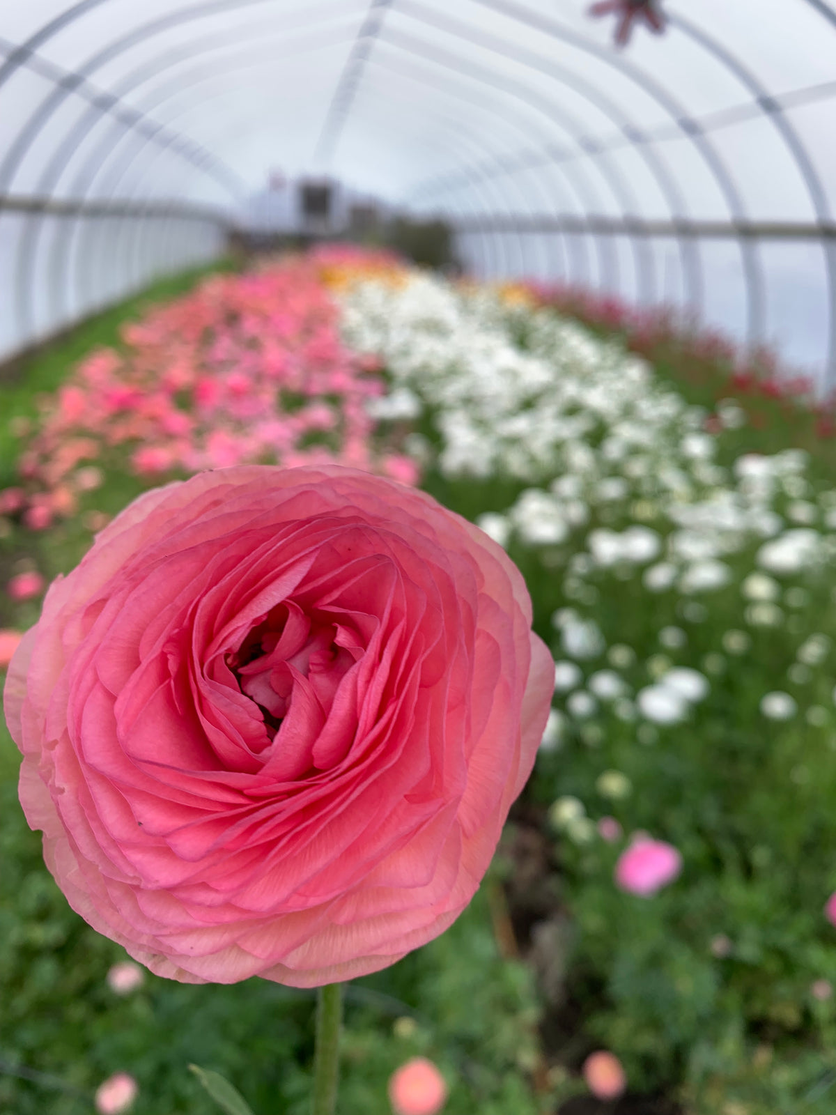 Anemone Ranunculus Ranunculus and Anemone Growing Guide – Longwoods Flower Farm