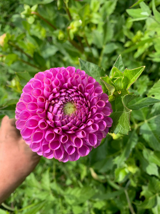 Isabel Dahlia Tuber