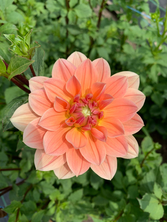 Apricot Desire Dahlia Tuber