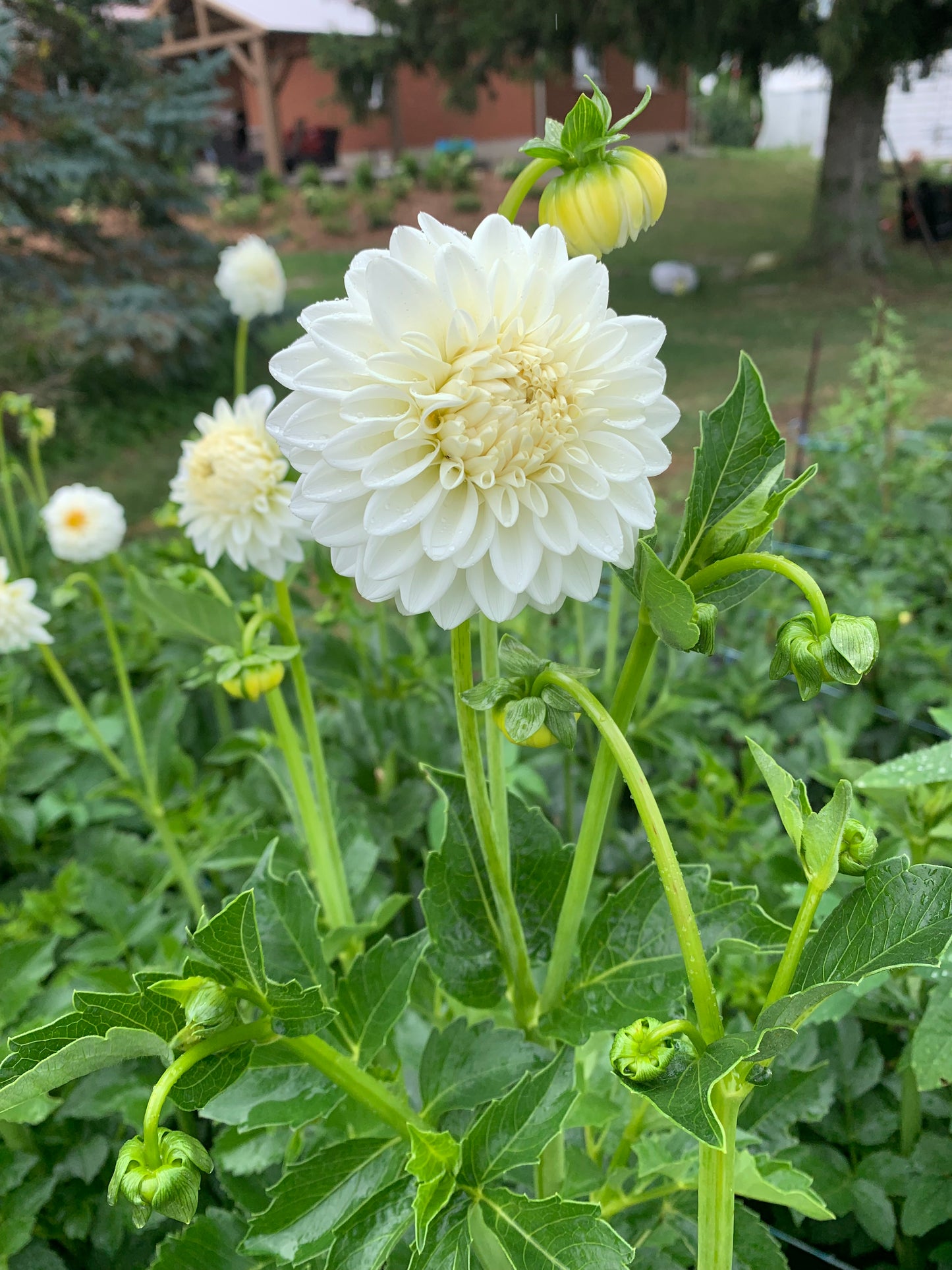 Blizzard Dahlia Tuber