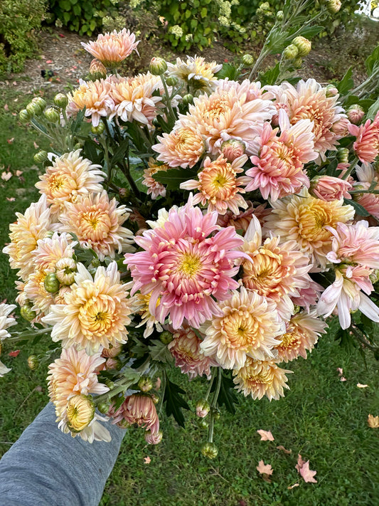 Cutting - Heirloom Chrysanthemum Maxine Charlton