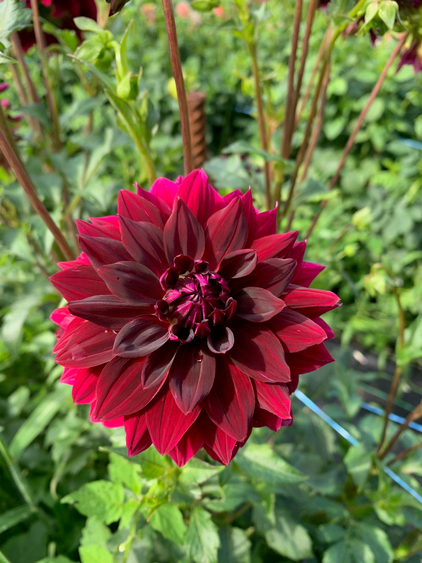 Rip City Dahlia Tuber