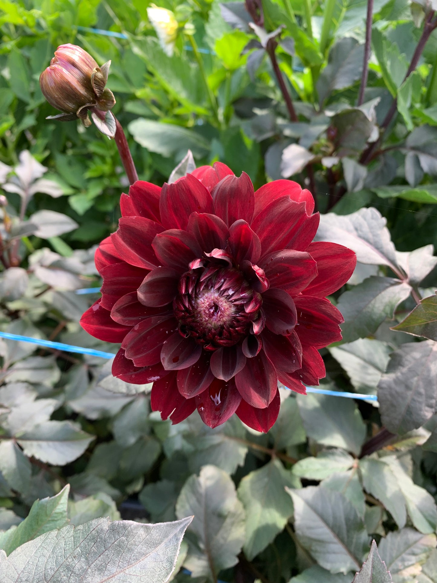 Karma Chocolate Dahlia Tuber