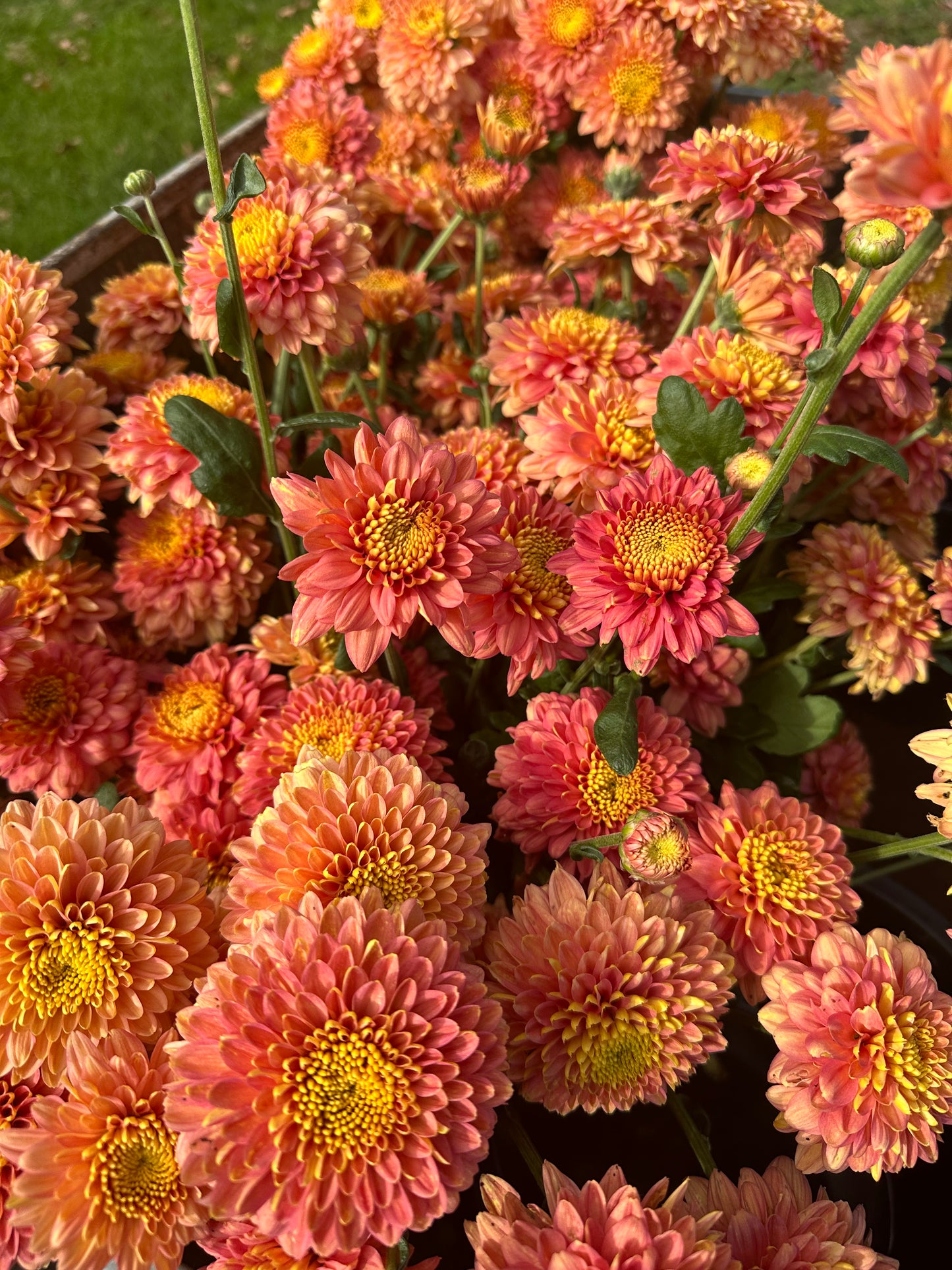 Cutting - Heirloom Chrysanthemum Salmon Talbot Parade