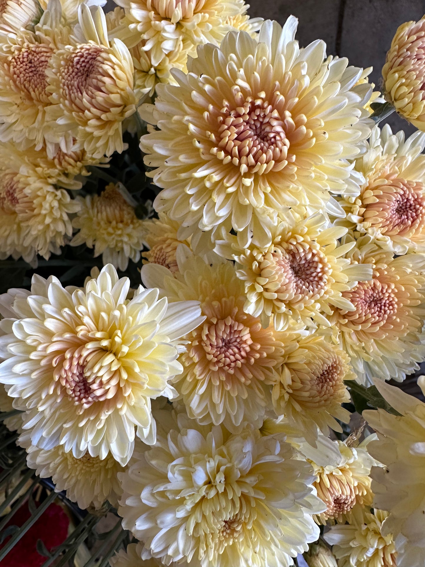 Cutting - Heirloom Chrysanthemum Mary Brownbridge