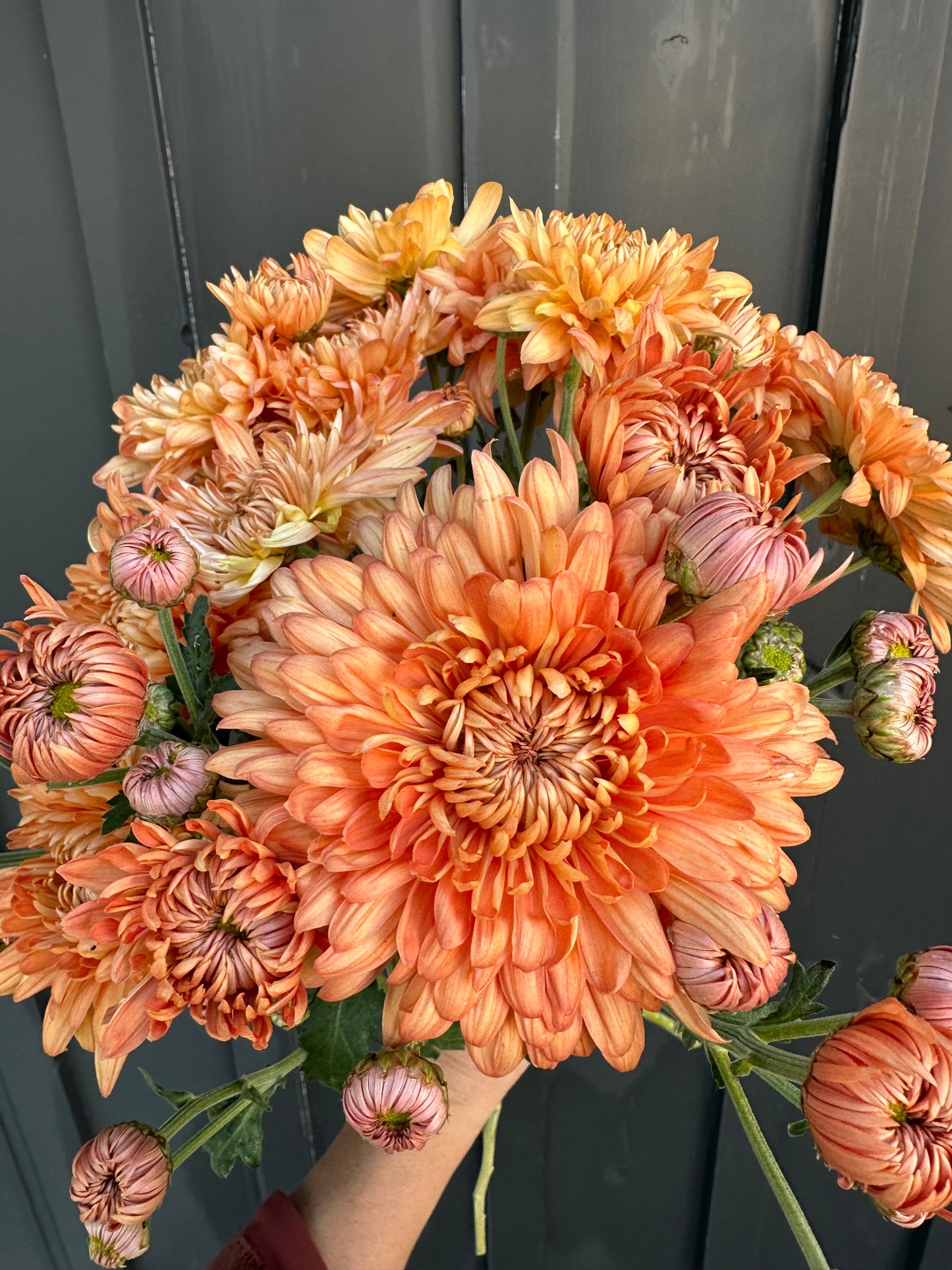 Heirloom Chrysanthemum Growing Guide