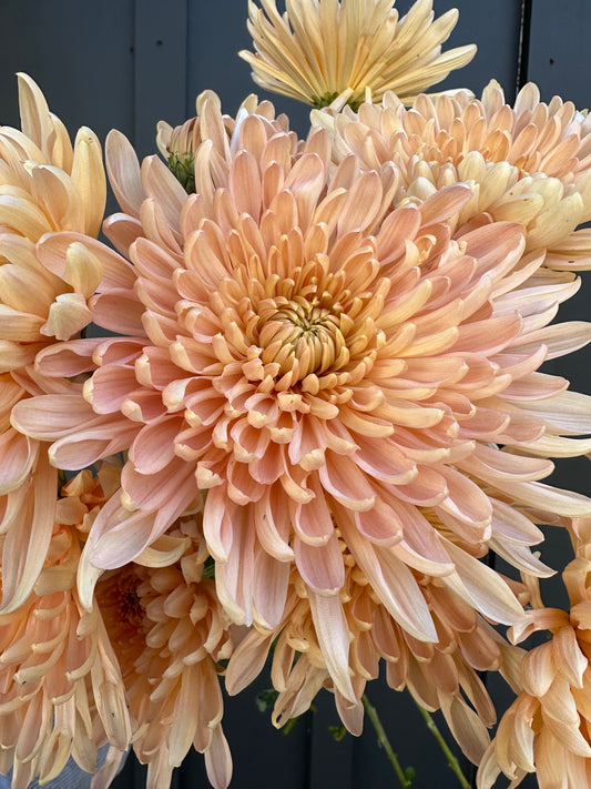 Cutting - Heirloom Chrysanthemum Krabi