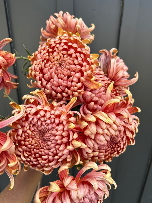 Cutting - Heirloom Chrysanthemum River City