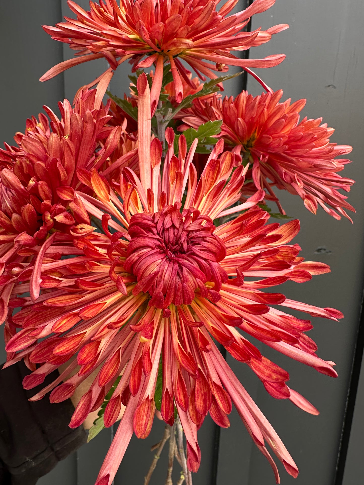 Cutting - Heirloom Chrysanthemum Judith Baker