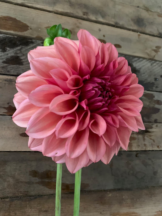 Orange Globe Dahlia Tube