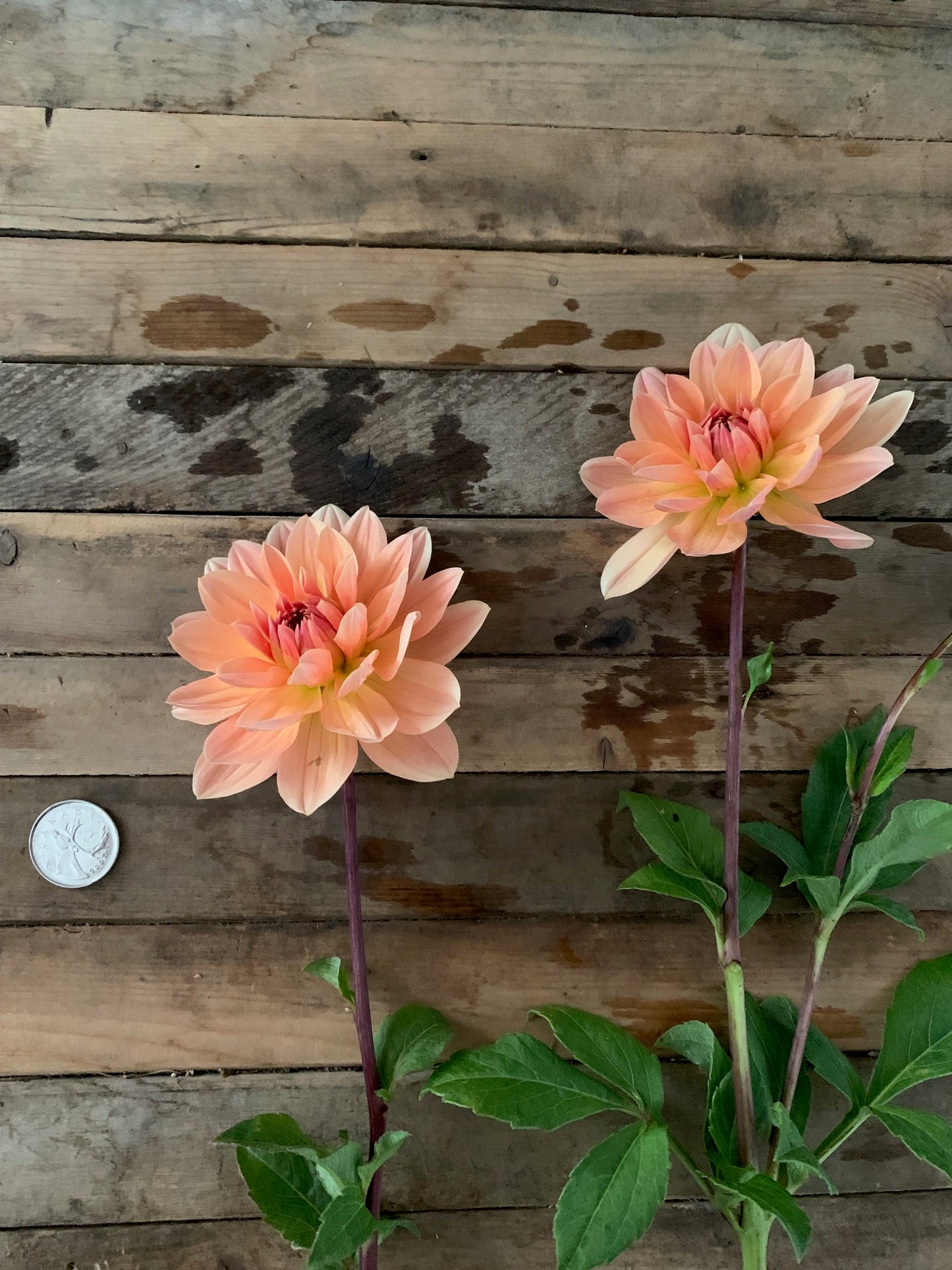 Apricot Desire Dahlia Tuber