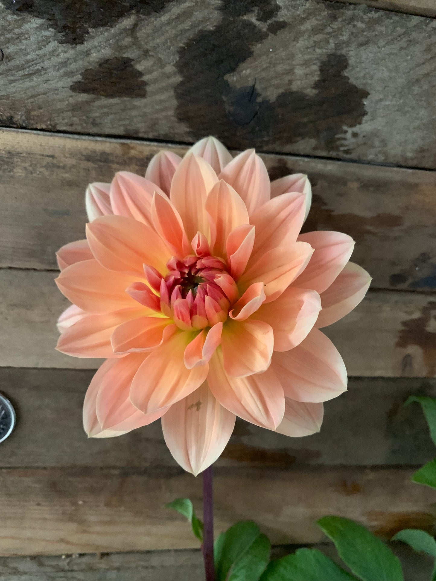 Apricot Desire Dahlia Tuber