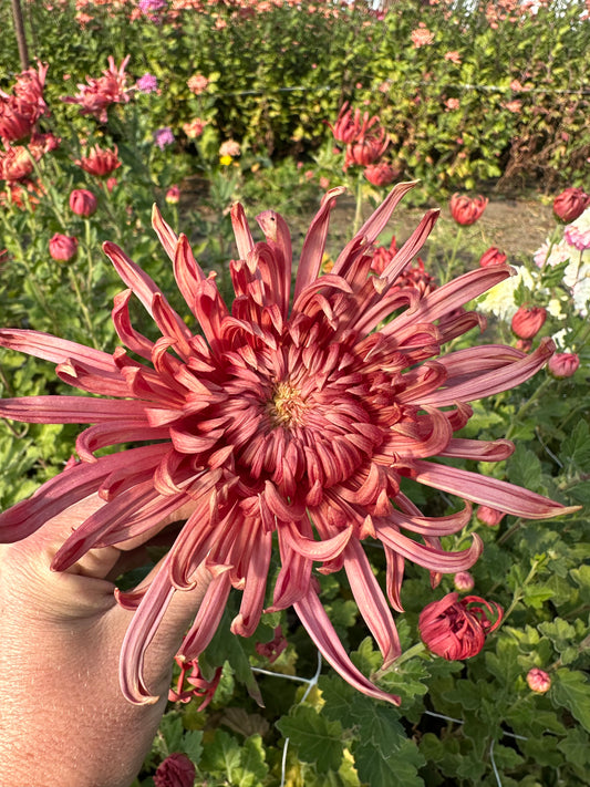 Cutting - Heirloom Chrysanthemum Evening Glow