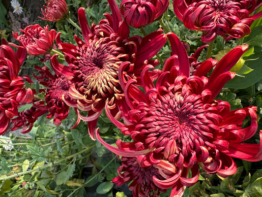 Cutting - Heirloom Chrysanthemum Crimson Tide