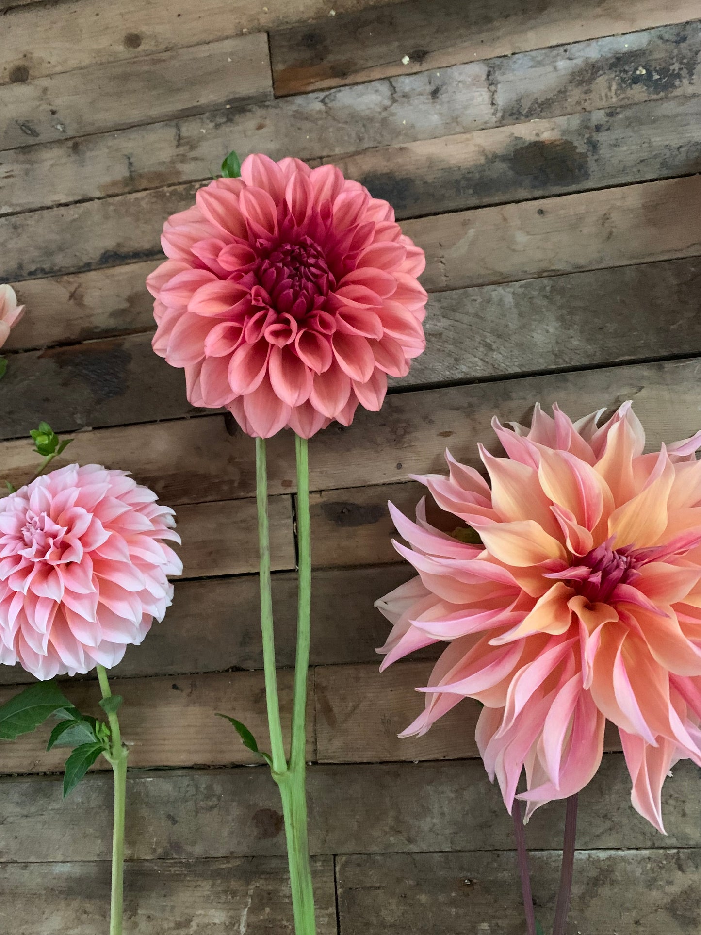 Labyrinth Dahlia Tuber