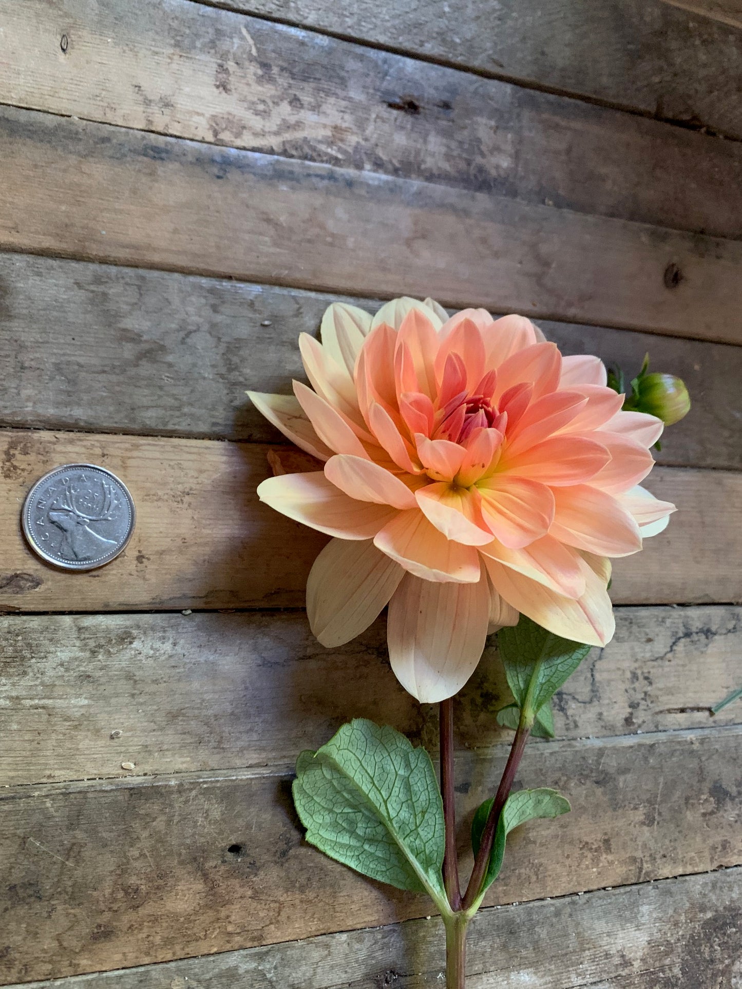 Apricot Desire Dahlia Tuber