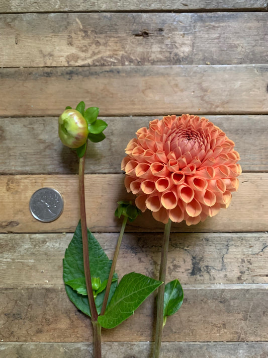 Cornel Bronze Dahlia Tuber