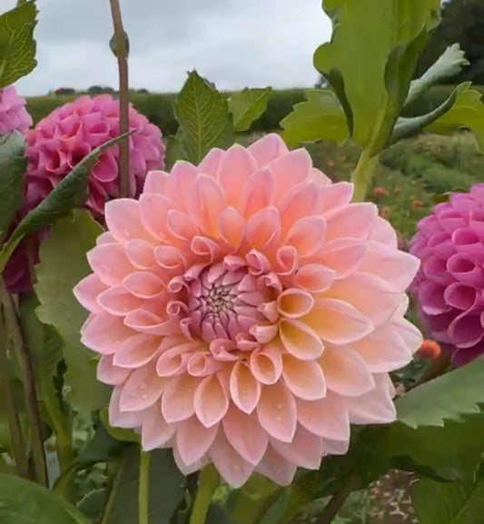 Castle Drive Dahlia Tuber