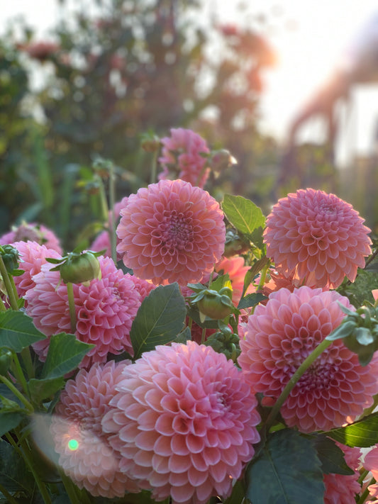 Linda's Baby Dahlia Tuber