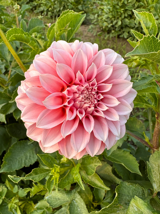 Peaches n Cream Dahlia Tuber