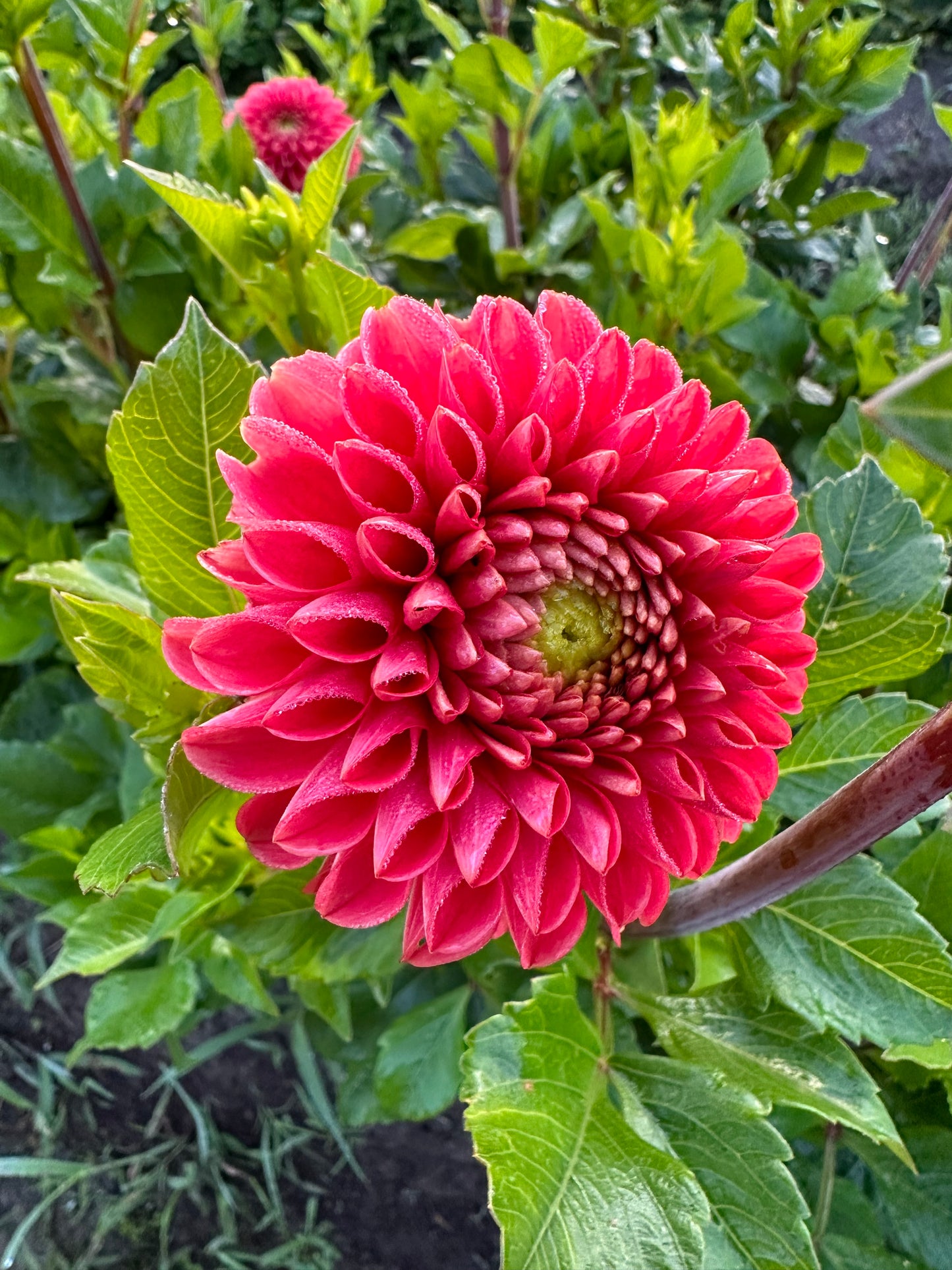 Jomanda Dahlia Tuber