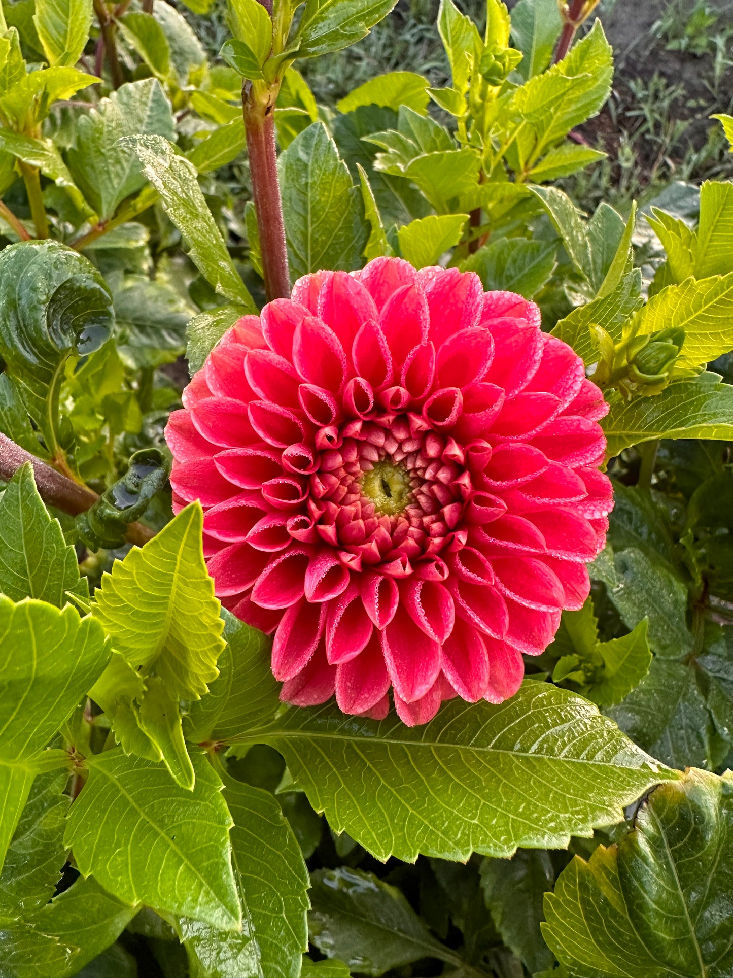 Jomanda Dahlia Tuber