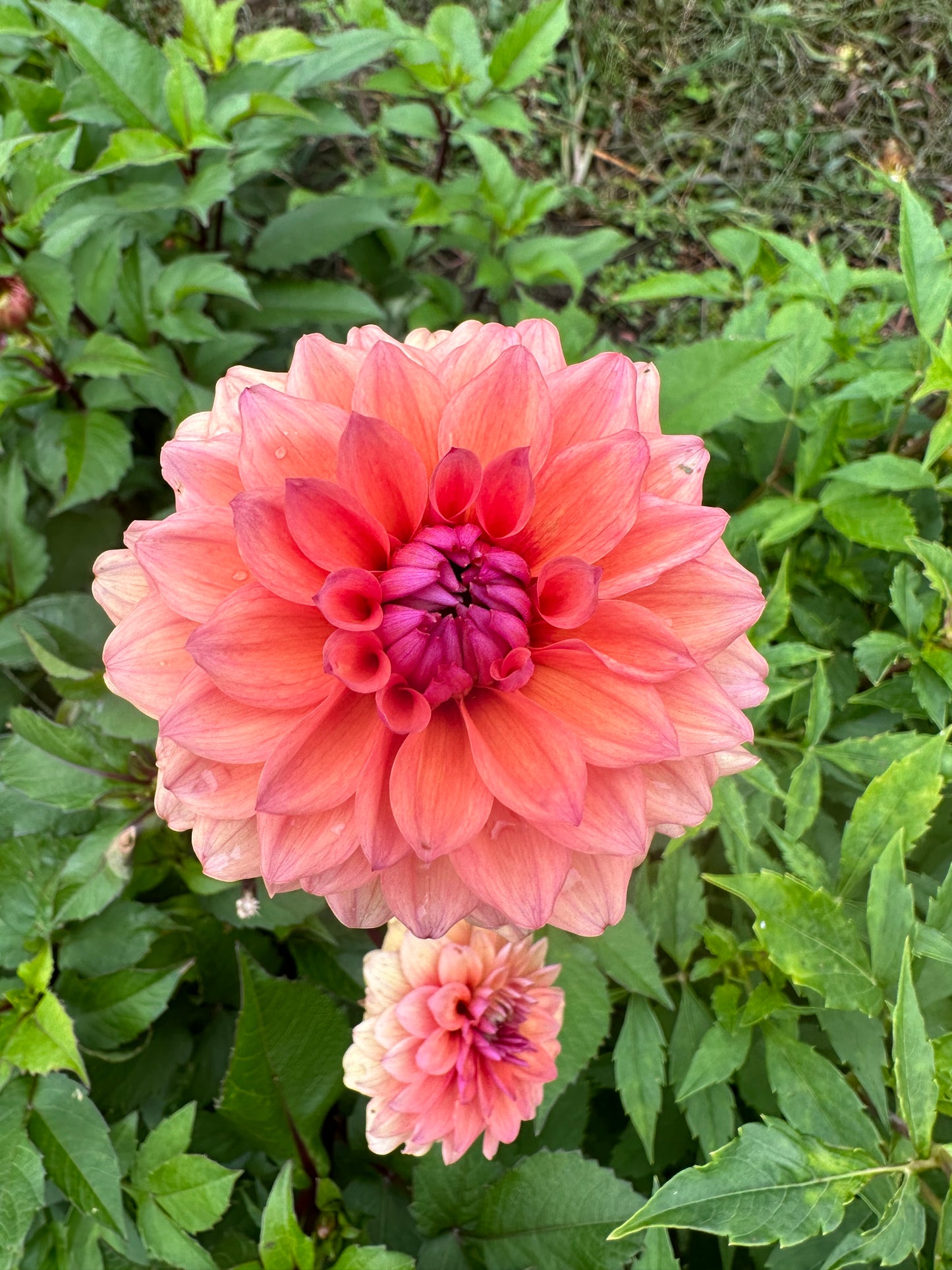 Smokey Mountain Dahlia Tuber