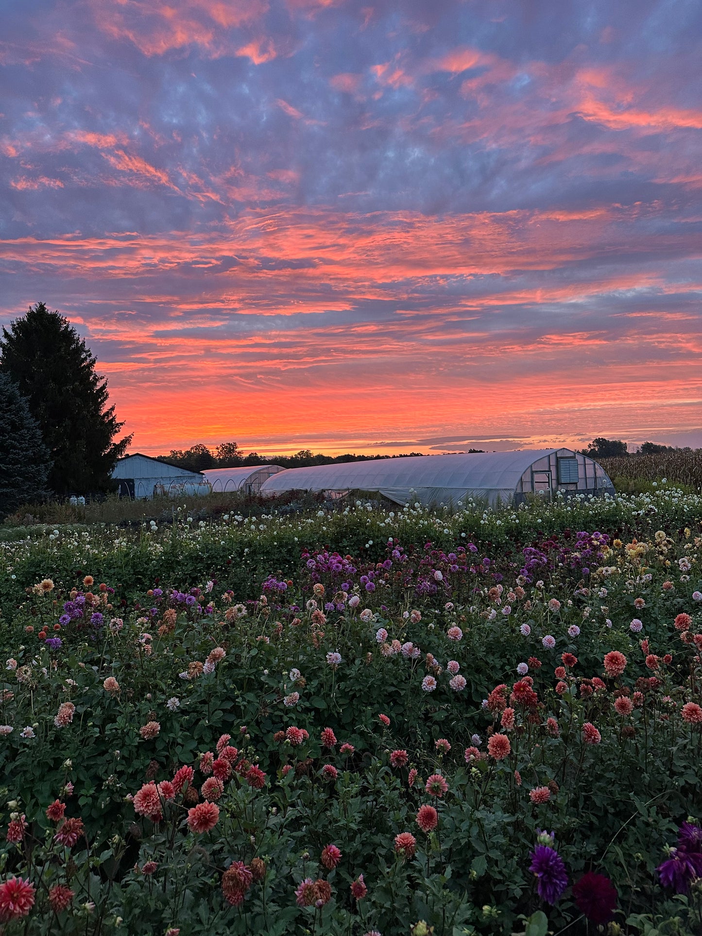 Farm Tour Ticket - September 24th 10am-12pm